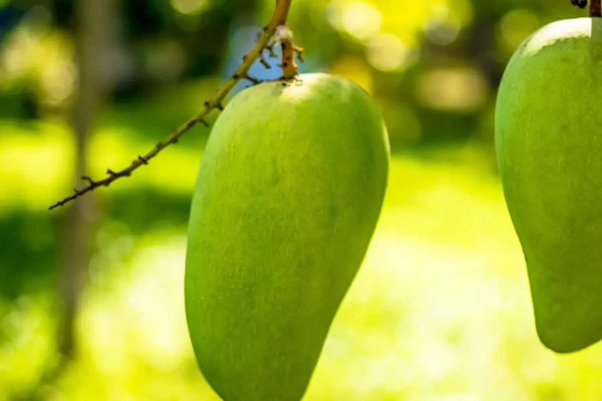 Ilustrasi Mangga