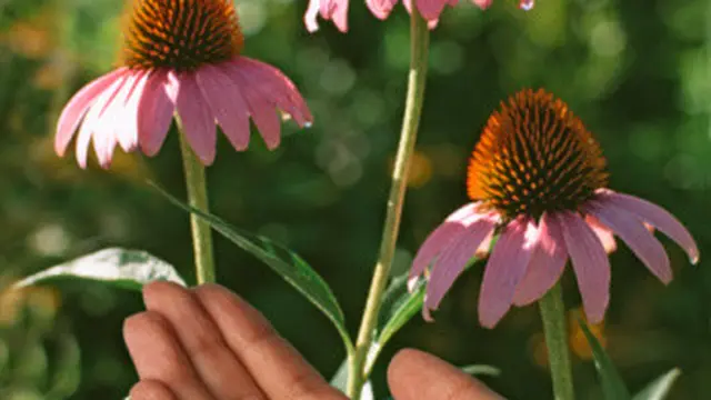Echinacea Tidak sembuhkan Flu