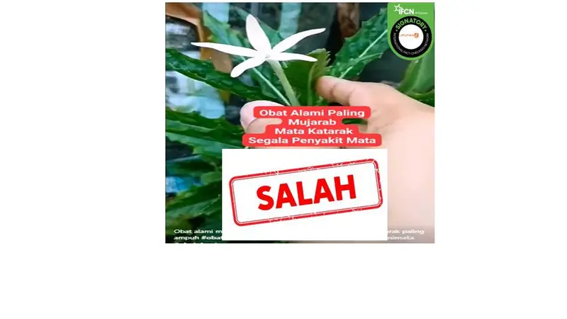 Cek Fakta katarak bisa disembuhkan dengan daun kitolod