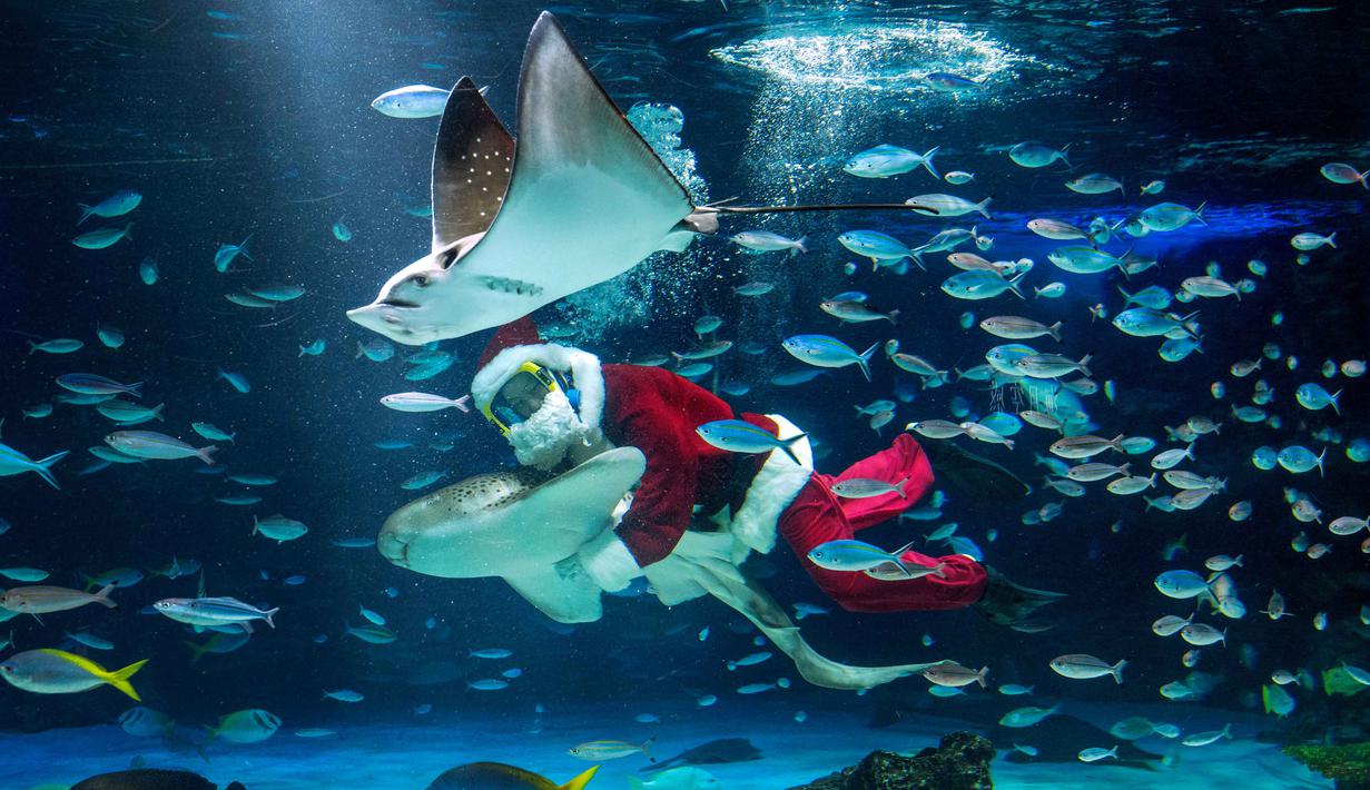 Penyelam tersebut menampilkan pertunjukan bawah air dengan berenang di antara ikan-ikan. Tampak dalam foto, seorang penyelam berkostum Sinterklas berenang bersama ikan-ikan di Akuarium Sunshine dalam persiapan untuk acara spesial Natal mendatang di Tokyo pada 1 Desember 2025. (Kazuhiro NOGI/AFP)