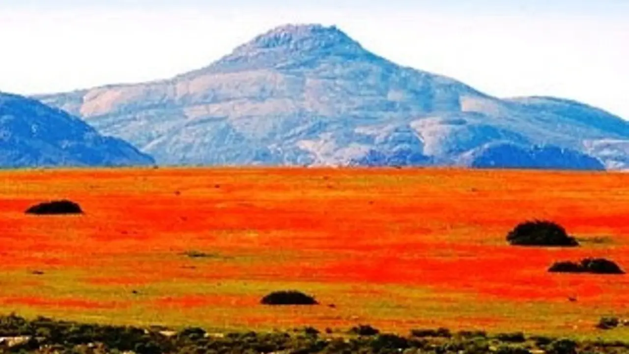 Namaqualand Padang Bunga Terindah di Gurun Pasir Afrika