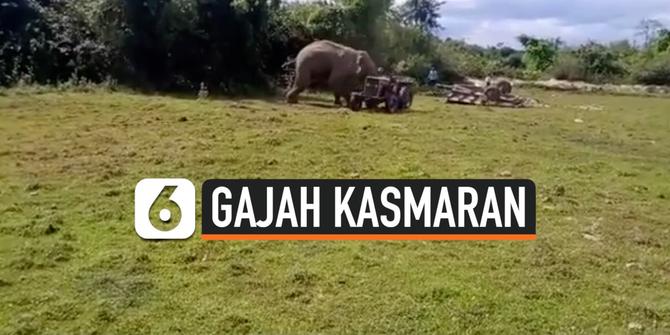 VIDEO: Gajah Kasmaran Seruduk Traktor Ingin Selamatkan Sang Betina