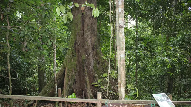 Meranti Kuning (Richetia faguetiana)