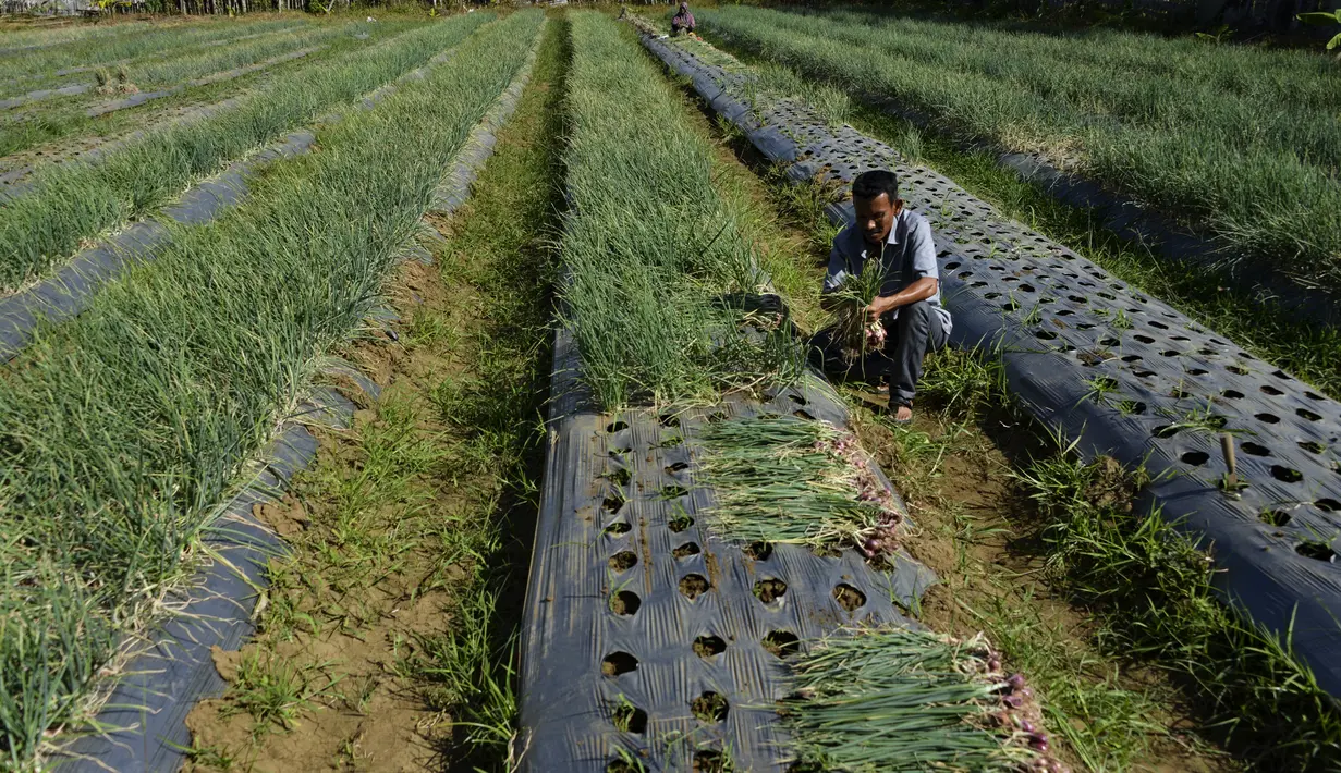 Seorang petani mengumpulkan bawang saat panen di sebuah peternakan di Pekan Bada, dekat Banda Aceh (22/1/2020). Petani di daerah itu menyatakan panen bawang saat ini menguntungkan petani karena bersamaan dengan naiknya harga komoditas tersebut. (AFP Photo/Chaideer Mahyuddin)