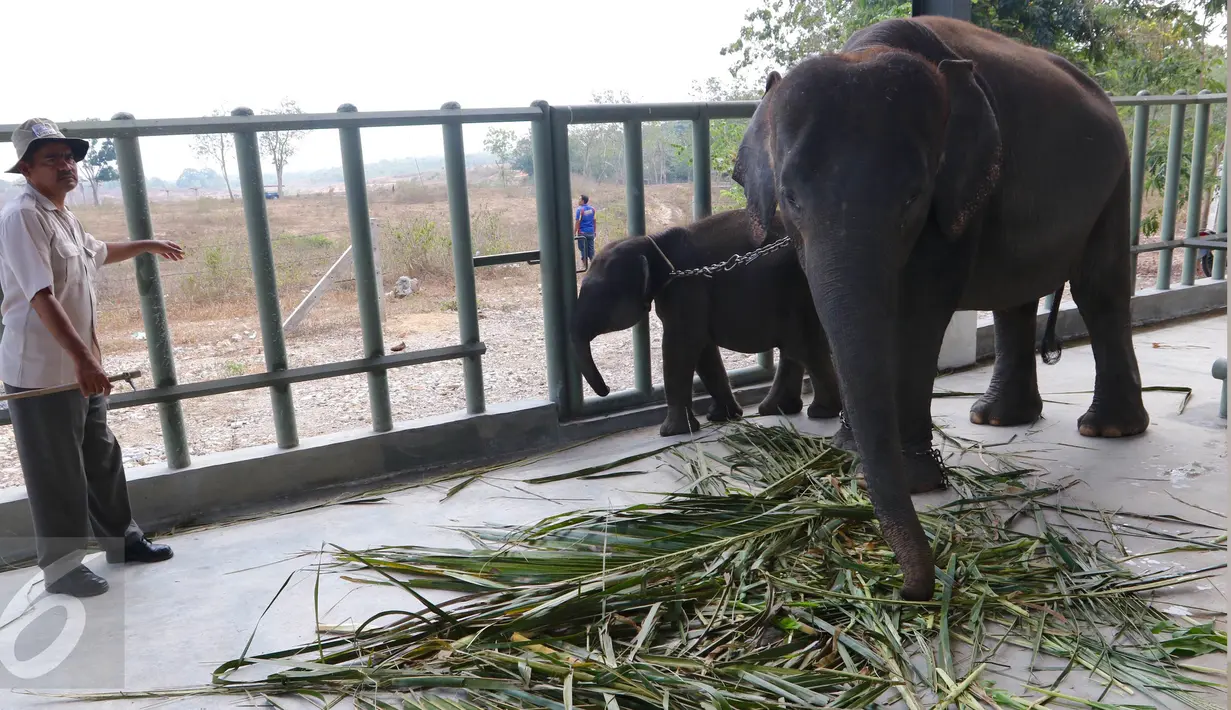 Seorang pawang gajah sedang mengawasi gajah di Rumah SakiGajah (RSG), di Taman Nasional Way Kambas, Lampung, Kamis (5/11/2015). RSG ini beroperasi untuk merawat gajah yang sakit dan menjadi korban bencana atau konflik manusia.  (Liputan6.com/Fery Pradolo)