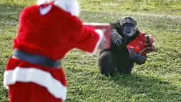 Petugas berkostum sinterklas memberikan kado natal kepada seekor simpanse saat acara 'Christmas with the Chimps' di Lion Country Safari, Florida (22/12). Acara ini sudah menjadi tradisi di kebun binatang tersebut selama 20 tahun. (AFP PHOTO/Rhona Wise)