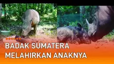 Seekor Badak Sumatera bernama Rosa melahirkan anaknya mengundang perhatian.