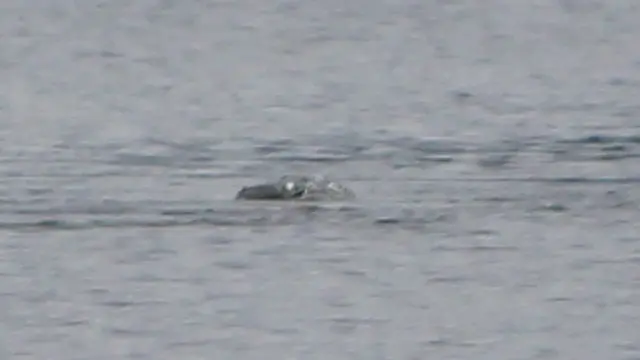 Penampakan Baru Monster Loch Ness