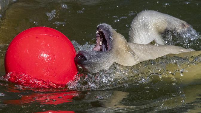 Hertha si beruang kutub bermain dengan bolanya saat suhu mencapai lebih dari 30 derajat Celcius di kebun binatang Tierpark di Berlin, Jerman (26/7/2019). Rekor suhu terpanas baru tercatat di berbagai penjuru Eropa termasuk Jerman sewaktu gelombang panas melanda benua tersebut. (AFP Photo/John Macdo