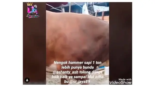Rayakan Idul Adha, 7 Artis Indonesia Ini Pilih Sapi Jumbo untuk Berkurban