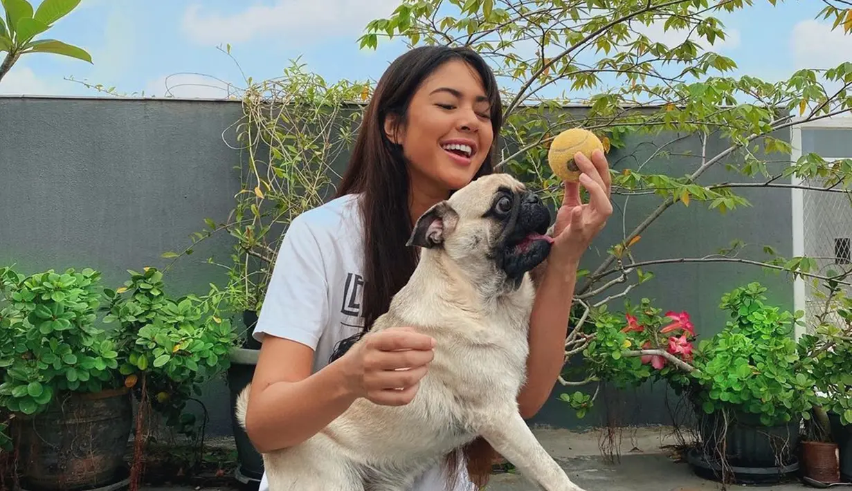 Aurelie Moeremans memang terkenal sangat menyukai binatang. Seperti saat aktris kelahiran 8 Agustus 1993 bermain dengan anjing. Aurelie terlihat begitu menikmati momen santai saat bermain bola bersama anjing. (Liputan6.com/IG/@aurelie)