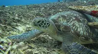 Turtle Heaven merupakan spot menyelam di utara Gili Meno yang menyimpan keindahan bawah laut yang menakjubkan. Foto: Andi Jatmiko/ Liputan6.com