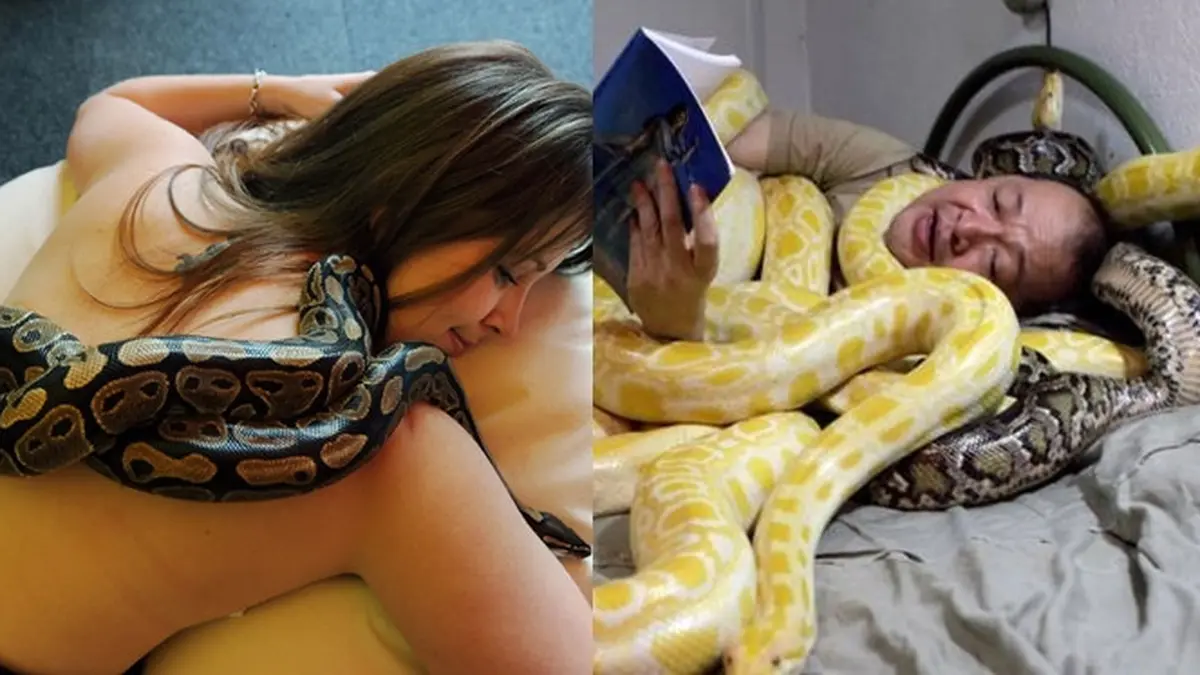 Bokep manusia dengan ular