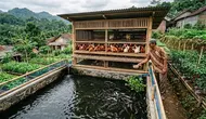 9 Ide Ternak Air dan Darat yang Bisa Dilakukan Bersamaan di Lahan Terbatas untuk Usaha Rumahan