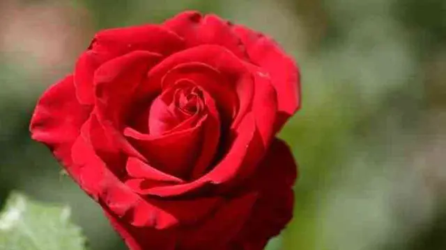 [Bintang] Diwakili sama Bunga, Ini Bunga yang Sesuai dengan Zodiak Kamu