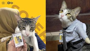 Cerita Kantor Pajak Angkat Kucing Jadi 'Pegawai', Ini 6 Potret Gemasnya