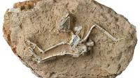 Kerangka fosil burung hantu yang telah punah di China. (Sumber: Tim Peneliti/Xinhua)