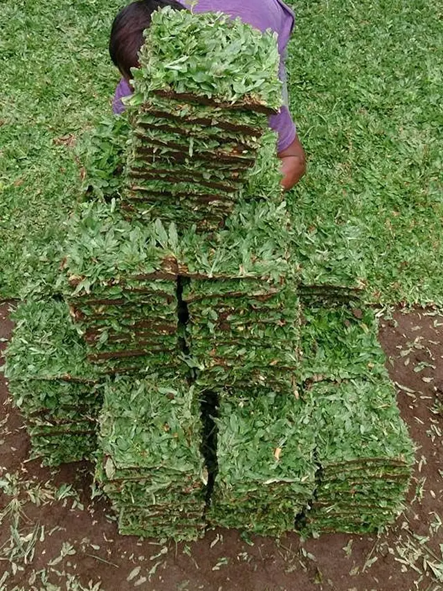 Menanam Rumput Gajah Mini