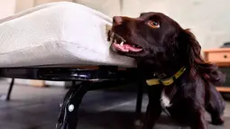 Seekor anjing bernama Nova mendeteksi bau kutu busuk selama pelatihan di bekas kompleks militer di Magnac-Laval, Prancis, 15 Juli 2019. Anjing jantan berusia 15 bulan ini dapat mendeteksi sarang kutu busuk dengan cepat untuk dilakukan proses disinfeksi. (GEORGES GOBET / AFP)