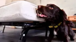 Seekor anjing bernama Nova mendeteksi bau kutu busuk selama pelatihan di bekas kompleks militer di Magnac-Laval, Prancis, 15 Juli 2019. Anjing jantan berusia 15 bulan ini dapat mendeteksi sarang kutu busuk dengan cepat untuk dilakukan proses disinfeksi. (GEORGES GOBET / AFP)