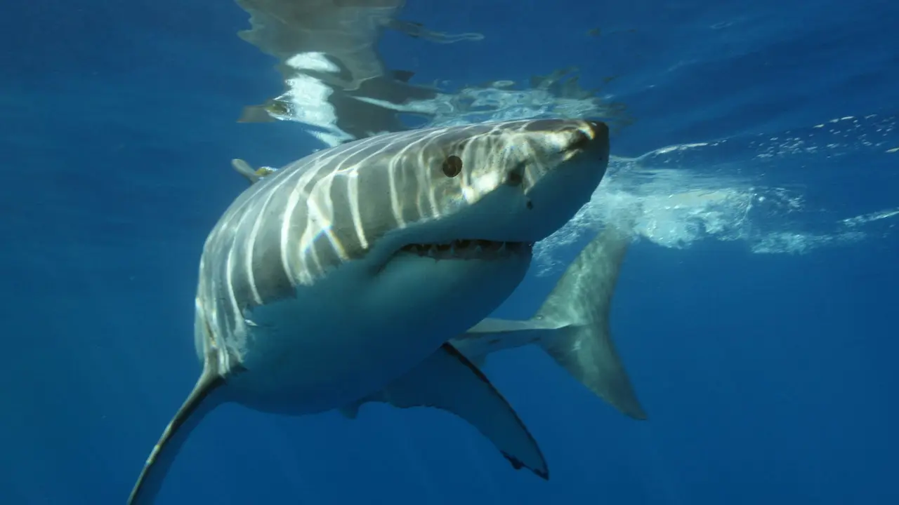 Shark