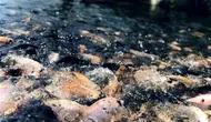 10 Jenis Ikan Air Tawar yang Tidak Mudah Stres saat Cuaca Berubah, Cocok Dipelihara
