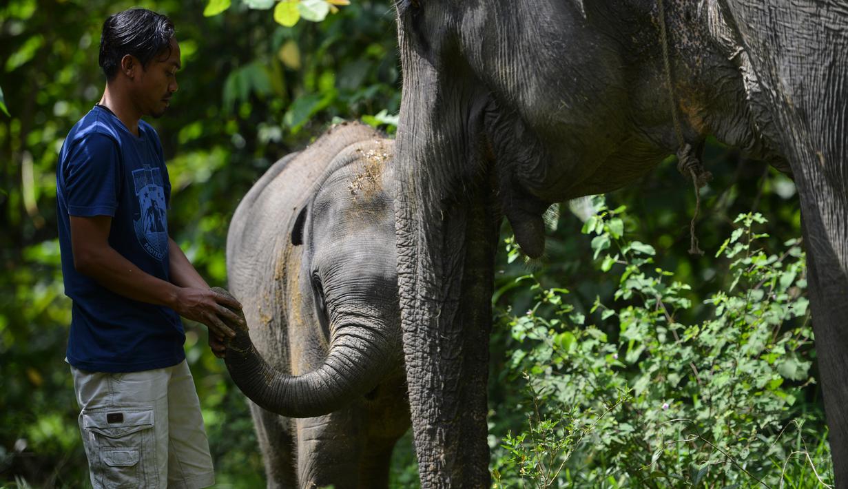 FOTO Lucunya Bayi Gajah  Sumatera  Berusia 2 Tahun di Aceh 