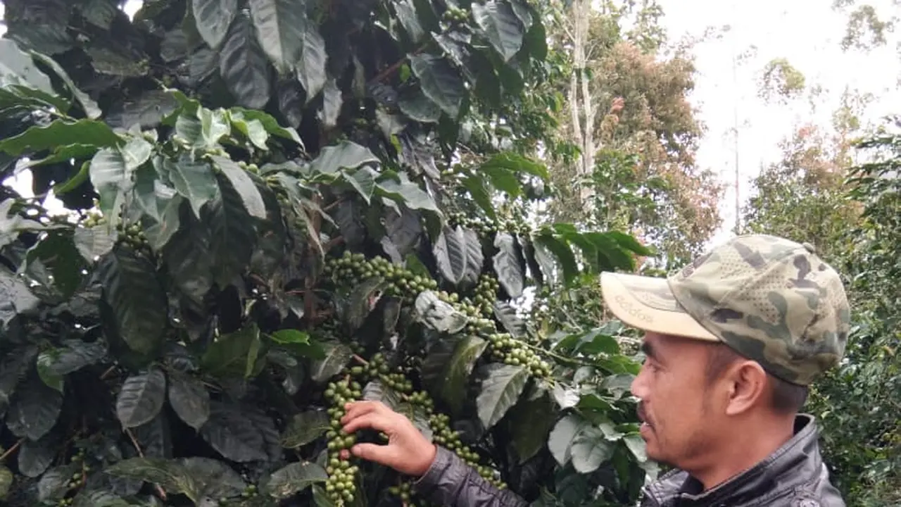 Enjang menunjukan satu pohon jenis kopi java Peranger dengan biji yang sangat banyak dan cukup besar