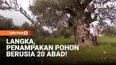 Daerah Maysar di Kegubernuran Ajloun, sekitar 70 kilometer di utara Amman, Yordania, menjadi lokasi perkebunan luas pohon zaitun kuno al-Mihrass.