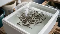 Cara Pembibitan Ikan Lele Paling Mudah untuk Pemula, Lengkap dari A-Z