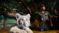 Seekor anak Harimau Benggala yang baru lahir di Jawa Timur Park II pada Maret 2016 silam (Zainul Arifin/Liputan6.com)
