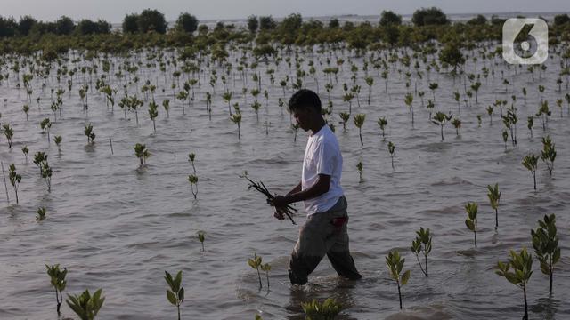 Jaga Kawasan Pesisir, Pertamina Tanam Ribuan Bibit Mangrove di Pantai Tiris Indramayu