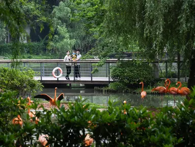 Pengunjung mengamati kawanan flamingo di Kebun Binatang Wuhan, Wuhan, Provinsi Hubei, China, Rabu (22/4/2020). Kebun Binatang Wuhan kembali dibuka untuk umum dengan peraturan ketat yang diterapkan untuk mencegah penyebaran COVID-19. (Xinhua/Cheng Min)