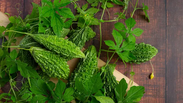 Tips Menanam Pare agar Tumbuh Subur dan Produktif