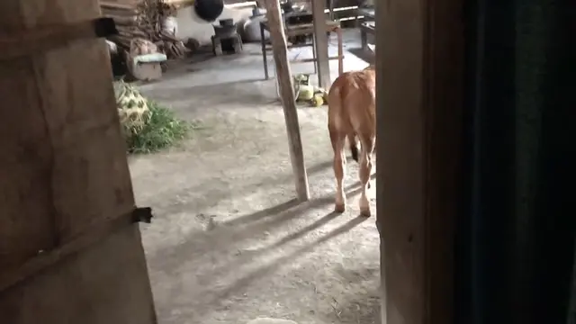 Rumah masa kecil ibu Dodit yang sederhana.