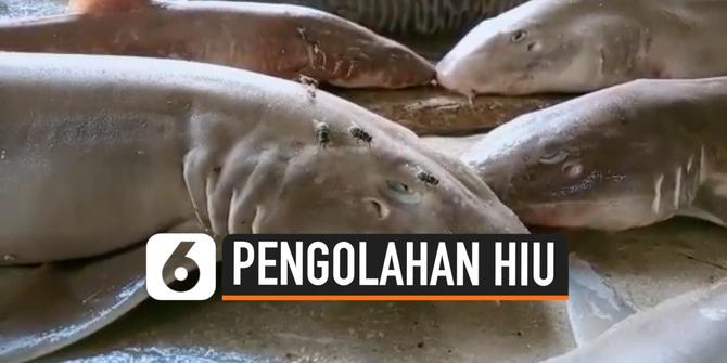 VIDEO: Bisnis Hiu Menjanjikan Bagi Nelayan