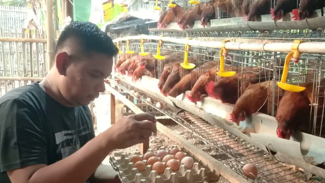 Tips Pelihara Ayam Petelur Ala Peternak di Kabupaten Pemalang