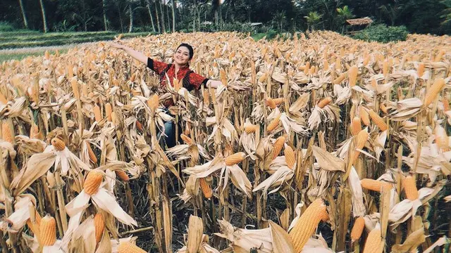 Wisata Yogyakarta