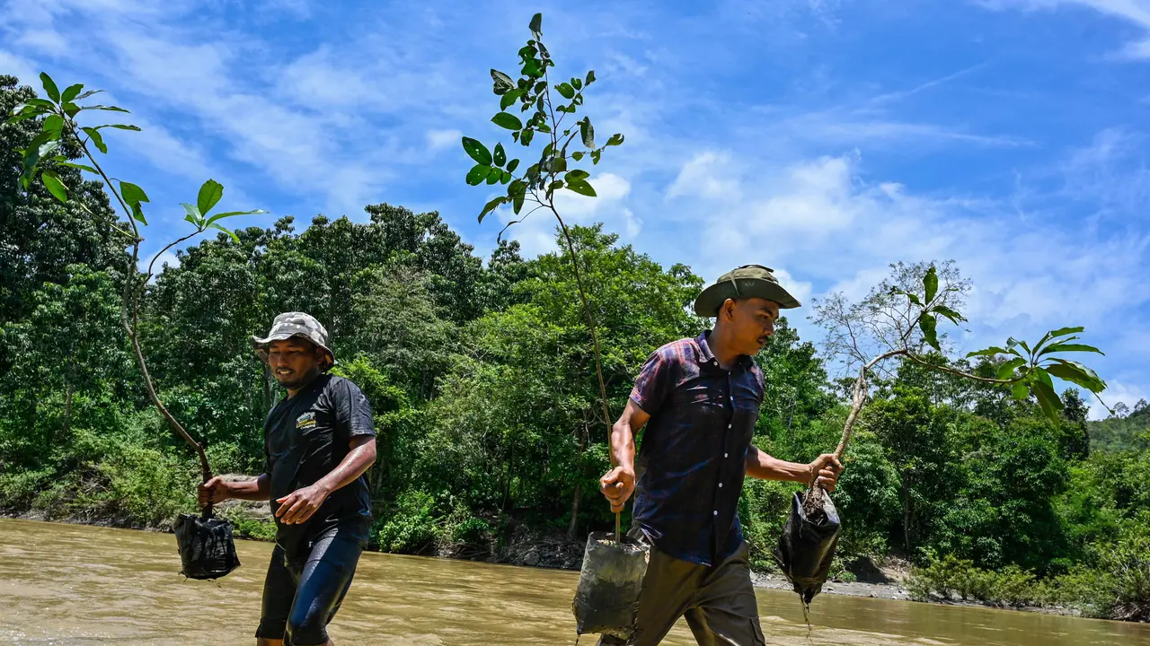 bagaimana cara melestarikan tumbuhan