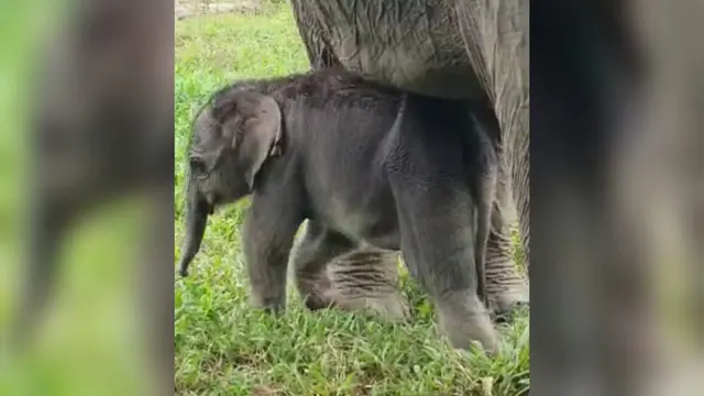 Gajah sumatera (Elephas maximus sumatranus)