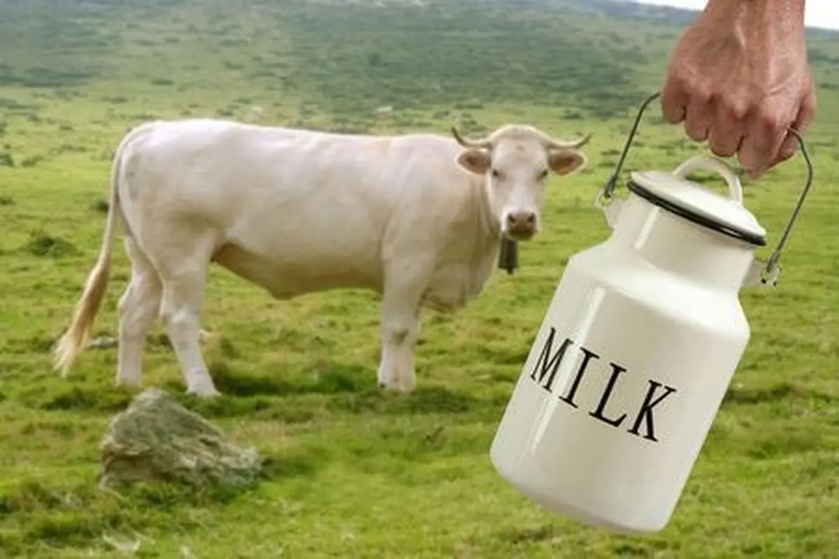 The California Milk Advisory Board menyatakan bahwa makin nyaman sapi maka makin produktif sapi tersebut.