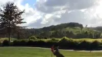 Seekor kangguru penasaran melihat bendera yang menandai letak lubang permainan golf.