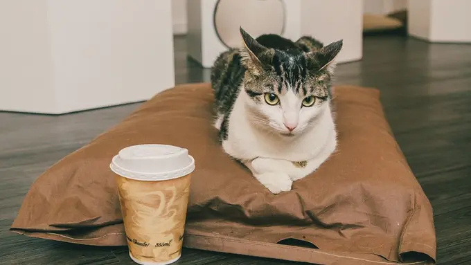 Kafe Meow Parlour, New York