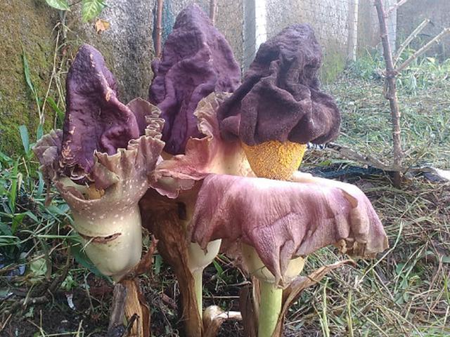 3 Tangkai Bunga Bangkai Suweg Tumbuh Di Sukabumi Regional Liputan6 Com