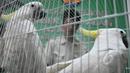 Petugas Balai Konservasi Sumber Daya Alam (BKSDA) melihat burung kakaktua jambul kuning yang diserahkan di kantor BKSDA, Jakarta, Senin (11/5/2015). BKSDA menerima 7 burung kakaktua jambul kuning dan satu burung kakatua raja. (Liputan6.com/Johan Tallo)