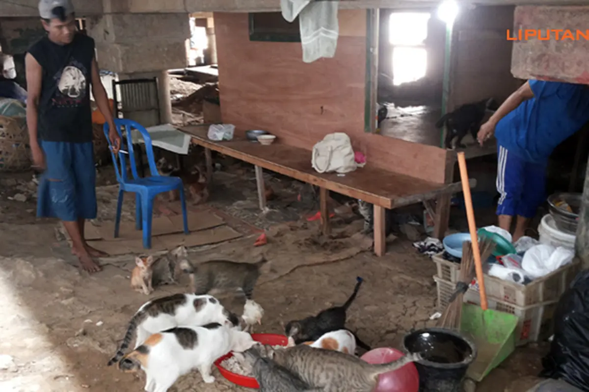 pemulung-kucing-131029c.jpg