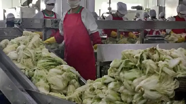 Pabrik Kimchi Ryugyong, di Pyongyang, Korea Utara (AP)