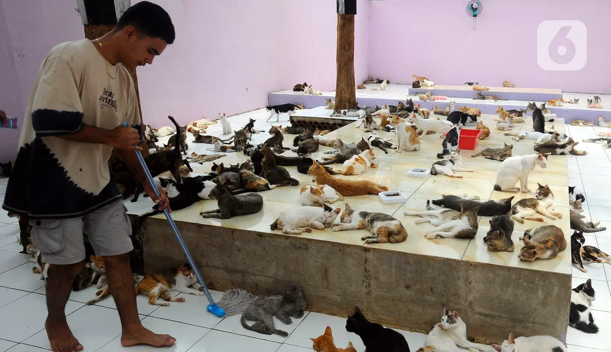 Penjaga kandang membersihkan rumah penampungan kucing dan anjing terlantar Clow di kawasan Parung, Bogor, Jawa Barat, Kamis (22/9/2022). Saat ini, ada sekitar 1.300 kucing lokal yang terlantar di jalanan dipelihara di rumah penampungan ini. (merdeka.com/Arie Basuki)