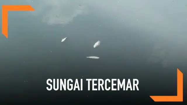 VIDEO: Diduga Tercemar Limbah Ribuan Ikan Mati di Kali Ancol