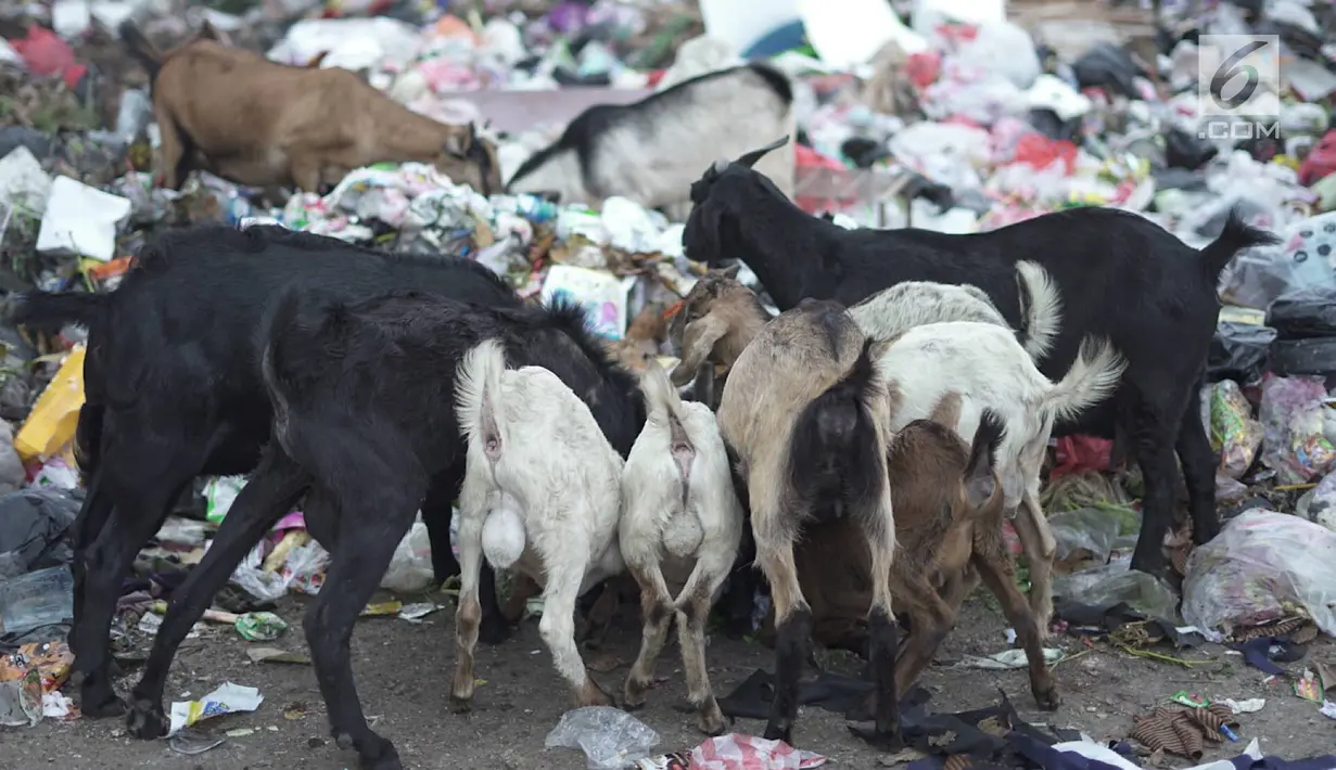 Sejumlah kambing memakan sampah plastik di tempat pembuangan sampah di kawasan Sunter, Jakarta, Rabu (8/5). Sulitnya mencari rumput di Ibukota menyebabkan para peternak terpaksa membiarkan hewan-hewan tersebut mengais makanan tidak pada tempatnya. Liputan6.com/Immanuel Antonius